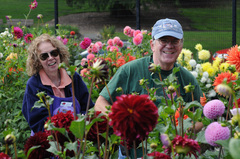 Chmura, Art & Julie – Glencoe Dahlias