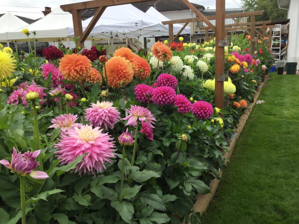 Connie's Garden